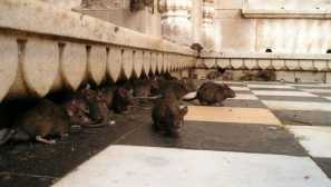 Přehled efektivních metod boje proti myši